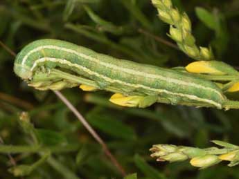  Chenille de Anchoscelis humilis D. & S. - Wolfgang Wagner, www.pyrgus.de