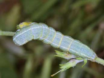  Chenille de Anchoscelis humilis D. & S. - Wolfgang Wagner, www.pyrgus.de