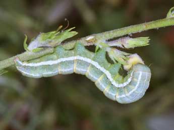  Chenille de Anchoscelis humilis D. & S. - Wolfgang Wagner, www.pyrgus.de