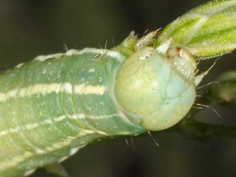  Chenille de Anchoscelis humilis D. & S. - ©Wolfgang Wagner, www.pyrgus.de