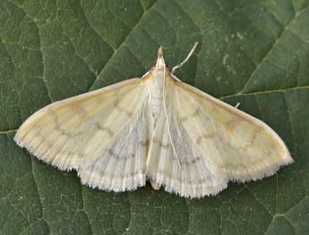 Paratalanta hyalinalis Hb. adulte - ©Lionel Taurand