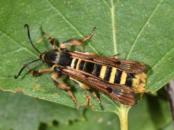 Pennisetia hylaeiformis Lasp. adulte - ©Philippe Mothiron