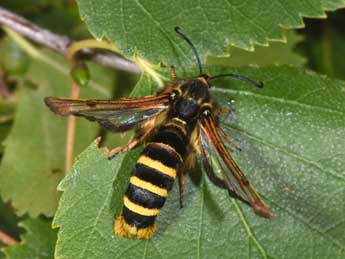 Pennisetia hylaeiformis Lasp. adulte - Philippe Mothiron