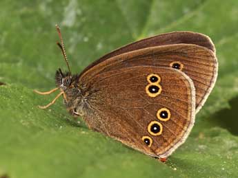 Aphantopus hyperantus L. adulte - Lionel Taurand