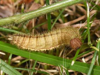  Chenille de Aphantopus hyperantus L. - Philippe Mothiron