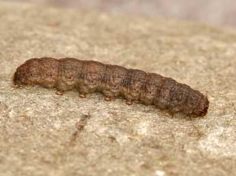  Chenille de Caradrina ibeasi Fernandez - ©Lionel Taurand