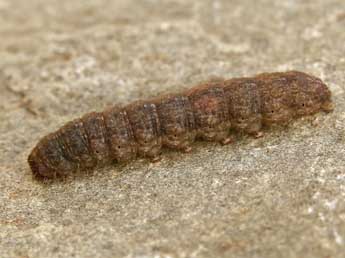  Chenille de Caradrina ibeasi Fernandez - ©Lionel Taurand