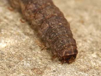  Chenille de Caradrina ibeasi Fernandez - ©Lionel Taurand