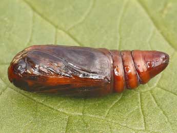  Chrysalide de Caradrina ibeasi Fernandez - ©Lionel Taurand