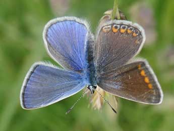 Polyommatus icarus Rott. adulte - Fabrice Duvivier