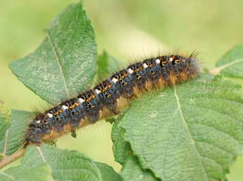  Chenille de Phyllodesma ilicifolia L. - ©Jeroen Voogd