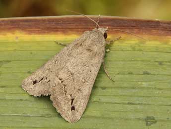 Clytie illunaris Hb. adulte - ©Lionel Taurand