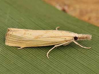 Agriphila inquinatella D. & S. adulte - ©Lionel Taurand