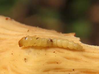  Chenille de Paranthrene insolita Le Cerf - ©Ruben Meert