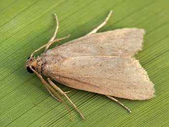 Cathayia insularum Speidel & Schmitz adulte - ©Lionel Taurand