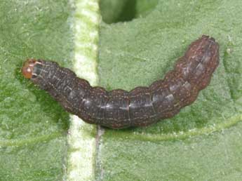  Chenille de Conistra intricata Bsdv. - Philippe Mothiron