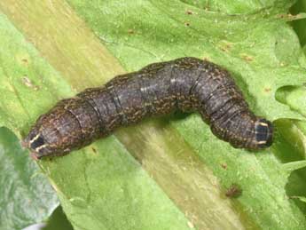  Chenille de Conistra intricata Bsdv. - Philippe Mothiron