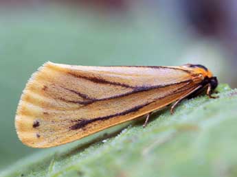 Setina irrorella L. adulte - Daniel Morel