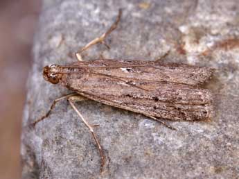 Huertasiella italogallicella Mill. adulte - ©Lionel Taurand