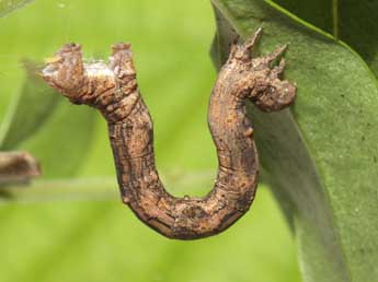  Chenille de Menophra japygiaria Costa - Heiner Ziegler