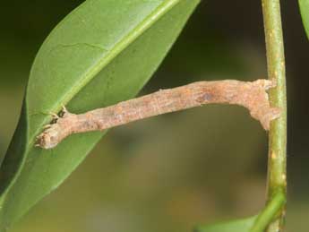  Chenille de Menophra japygiaria Costa - ©Heiner Ziegler