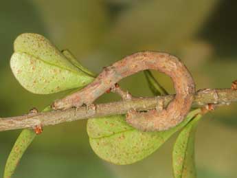  Chenille de Menophra japygiaria Costa - Heiner Ziegler