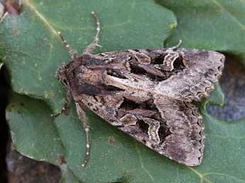 Trigonophora jodea H.-S. adulte - ©Lionel Taurand