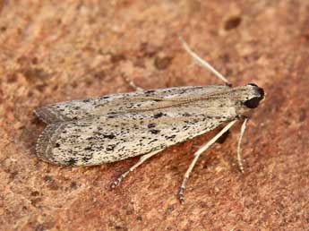 Phycitodes lacteella Rothsch. adulte - ©Lionel Taurand