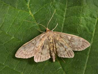 Anania lancealis D. & S. adulte - ©Philippe Mothiron