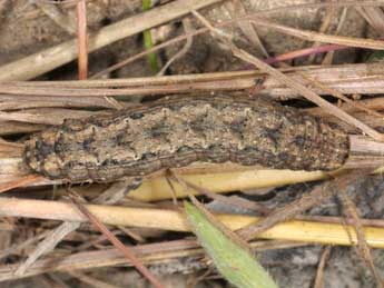  Chenille de Mythimna languida Wlk. - Wolfgang Wagner, www.pyrgus.de