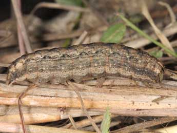  Chenille de Mythimna languida Wlk. - Wolfgang Wagner, www.pyrgus.de