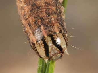  Chenille de Mythimna languida Wlk. - Wolfgang Wagner, www.pyrgus.de