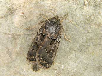 Agrotis lata Tr. adulte - ©Egbert Friedrich