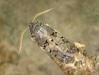 Agrotis lata Tr. adulte - Egbert Friedrich