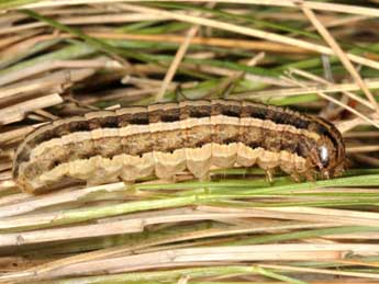  Chenille de Epipsilia latens Hb. - Wolfgang Wagner, www.pyrgus.de