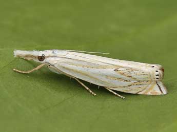 Crambus lathoniellus Zck. adulte - ©Lionel Taurand