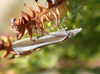 Agriphila latistria Hw. adulte - ©Mael Garrin