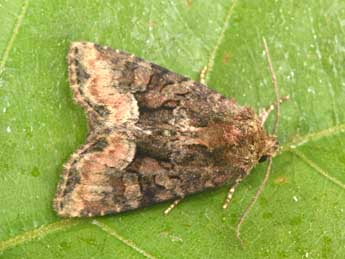 Oligia latruncula D. & S. adulte - Philippe Mothiron