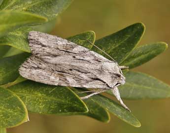 Lithophane leautieri Bsdv. adulte - ©Lionel Taurand