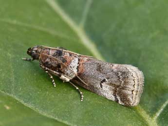 Acrobasis legatea Hw. adulte - ©Lionel Taurand