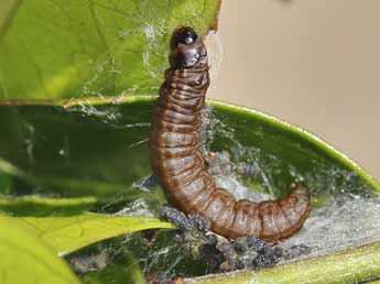  Chenille de Acrobasis legatea Hw. - ©Lionel Taurand