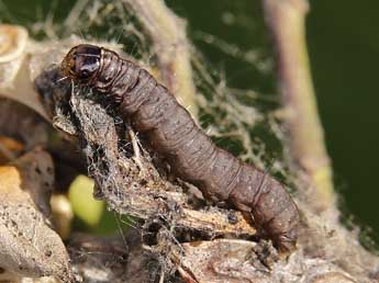  Chenille de Acrobasis legatea Hw. - ©Lionel Taurand