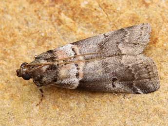 Acrobasis legatea Hw. adulte - ©Lionel Taurand