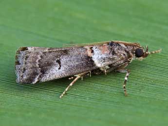 Acrobasis legatea Hw. adulte - ©Lionel Taurand