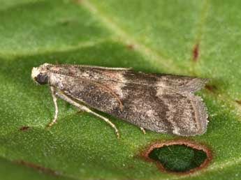 Glyptoteles leucacrinella Z. adulte - Philippe Mothiron