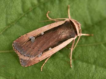 Ochropleura leucogaster Frr adulte - ©Philippe Mothiron