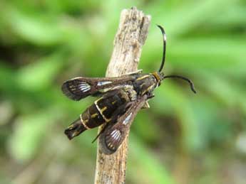 Pyropteron leucomelaenum Z. adulte - Ruben Meert