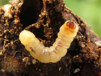  Chenille de Pyropteron leucomelaenum Z. - ©Ruben Meert