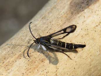 Pyropteron leucomelaenum Z. adulte - Ruben Meert