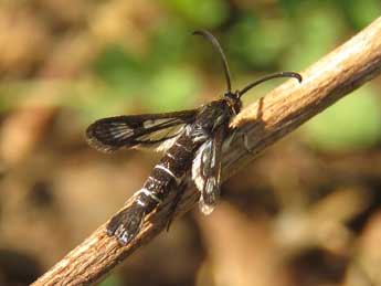 Pyropteron leucomelaenum Z. adulte - Ruben Meert